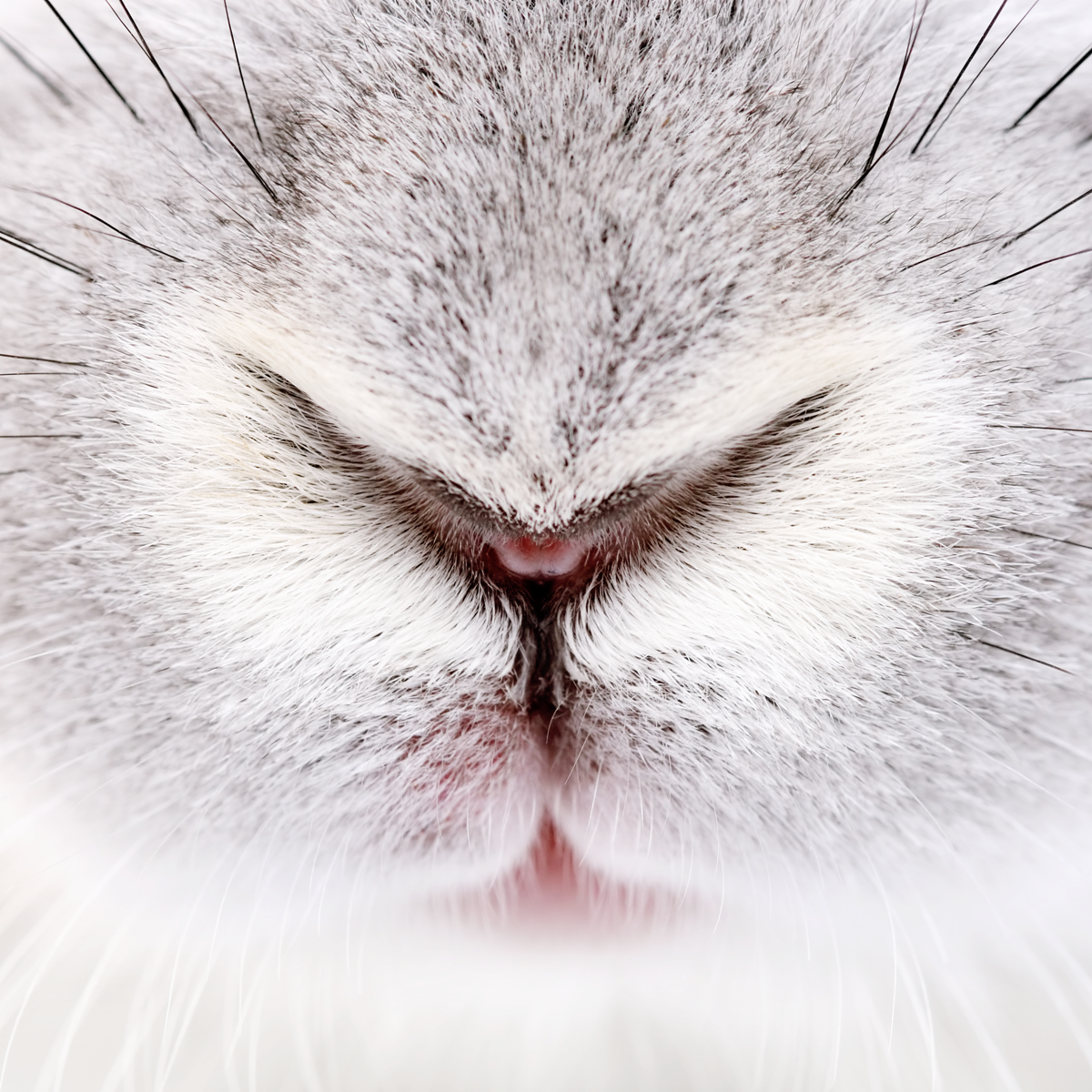 Apricus-Candle-Company_About_Cruelty-Free